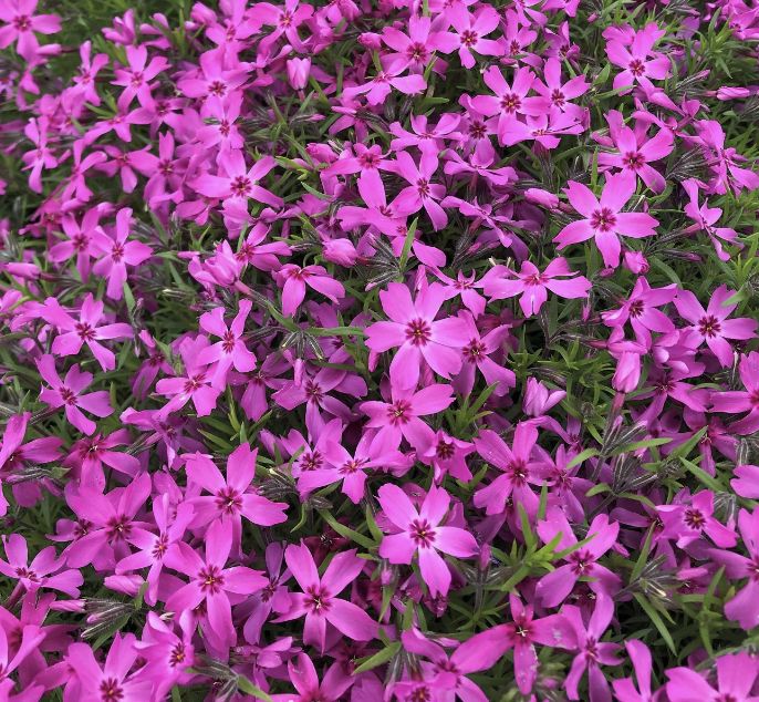 Phlox sub. 'Crimson Beauty' 