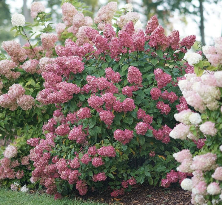 Hydrangea pan. 'Fire Light'