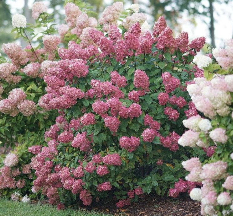 Hydrangea pan. 'Fire Light'