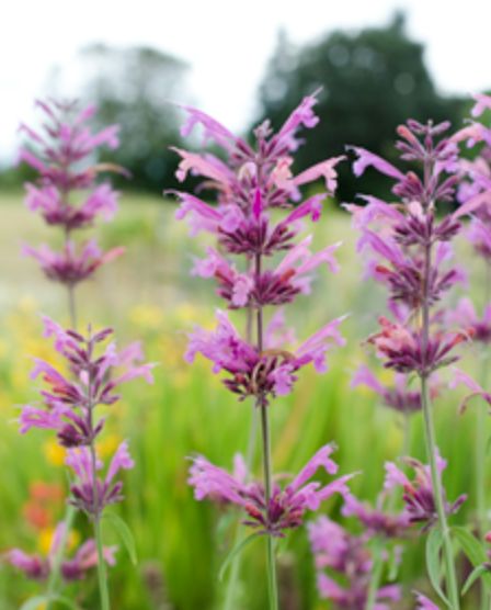 Agastache 'Pink Pop' Agastache 'Pink Pop'