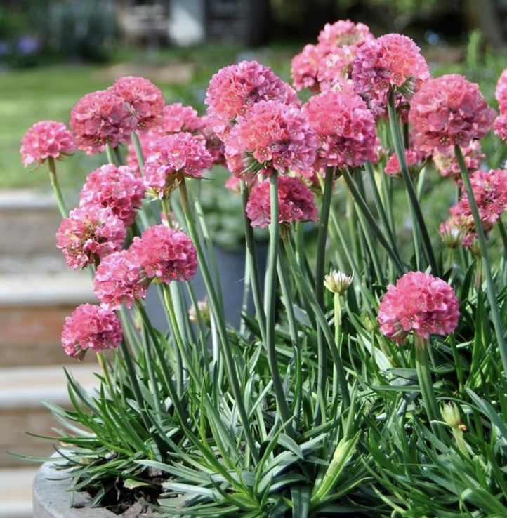 Armeria ‘Ballerina Mix’ Armeria ‘Ballerina Mix’
