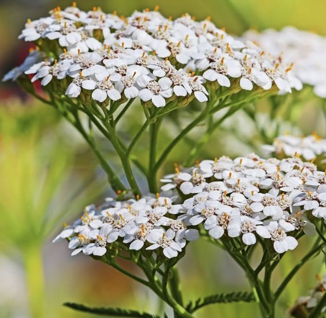 Achillea millefolium Achillea millefolium