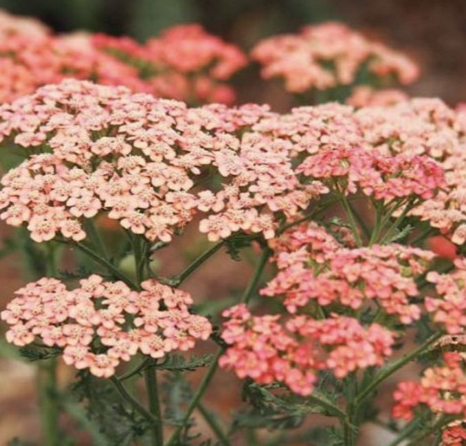 Achillea 'Flowerburst Red Shades' Achillea 'Flowerburst Red Shades'