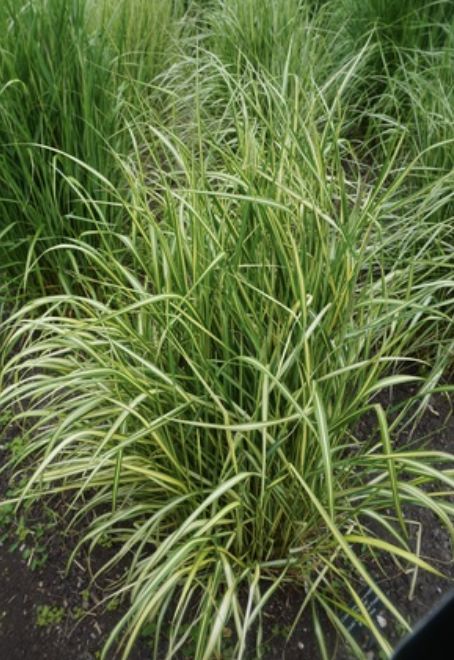 Grass, Calamagrostis x a. 'El dorado' Grass, Calamagrostis x a. 'El dorado'