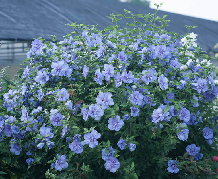 Hibiscus s. 'Blue Chiffon' Tree