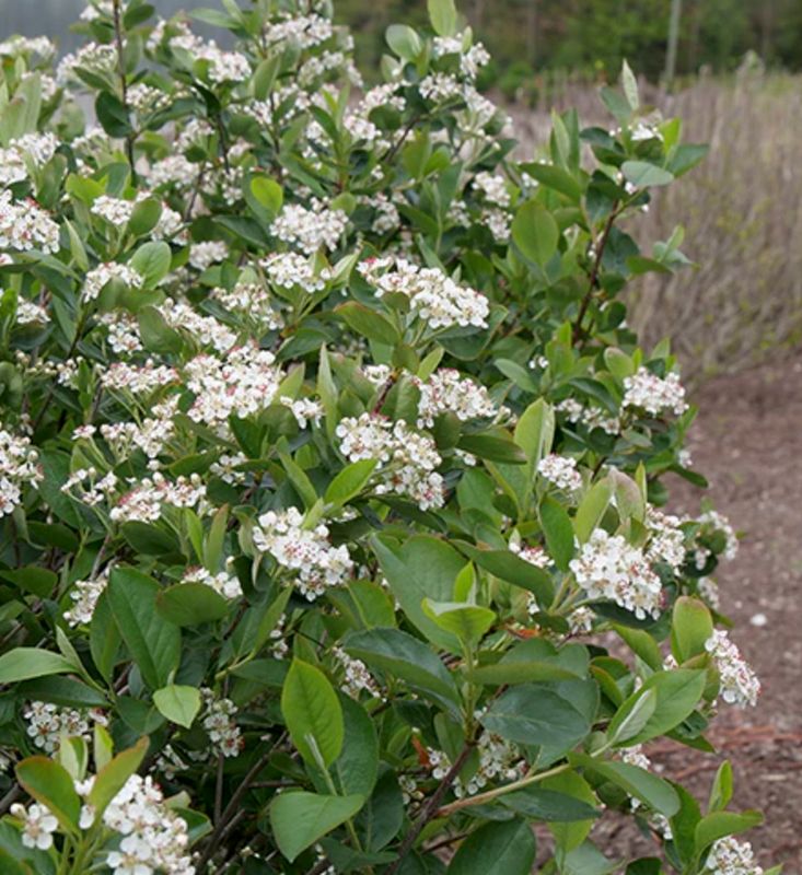 Aronia m. 'Low Scape Hedger'