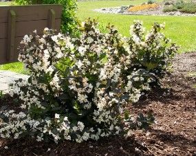 Weigela x 'Date Night Tuxedo'