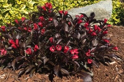 Weigela x 'Date Night Electric Love' Weigela x 'Date Night Electric Love'