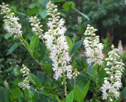 Clethra a. 'Hummingbird'