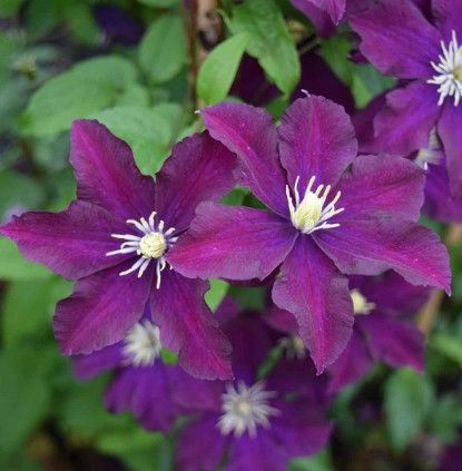 Clematis 'Warsaw Nike'