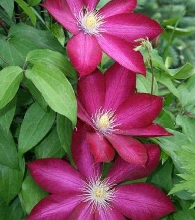 Clematis 'Bourbon'