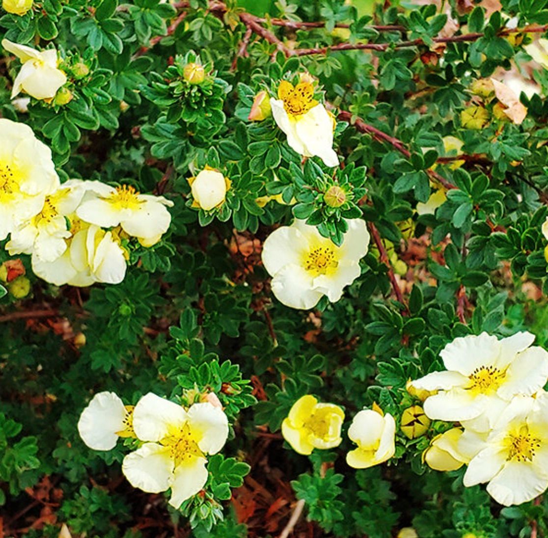 Potentilla f. 'Summer Dawn'