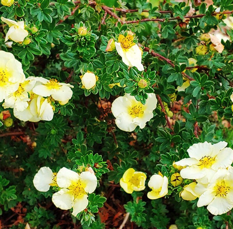 Potentilla f. 'Summer Dawn'