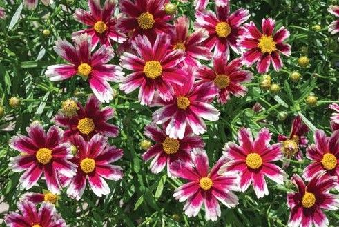 Coreopsis Li'L 'Bang Candy Stripes' Coreopsis Li'L 'Bang Candy Stripes'