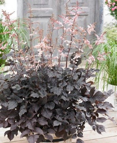 Astilbe x 'Chocolate Shogun'