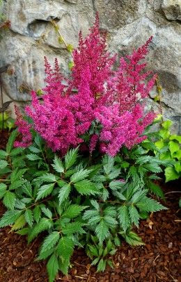 Astilbe c. 'Vision Vulcano'