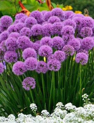 Allium 'Millenium'