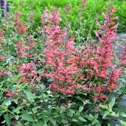 Agastache 'Kudos Coral' Agastache 'Kudos Coral'