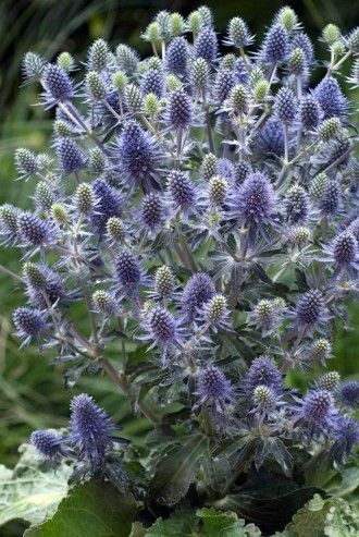 Eryngium p. 'Blue Hobbit' Eryngium p. 'Blue Hobbit'