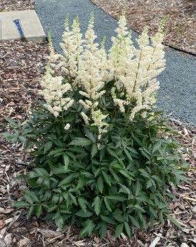 Astilbe 'Happy Spirit'