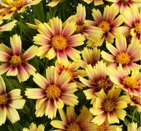 Coreopsis g. 'Solanna Sunset Burst'