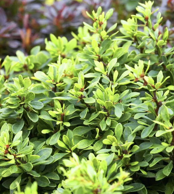 Berberis t. 'Kobold'
