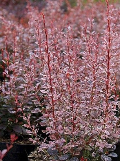 Berberis t. 'Rosy Rocket'