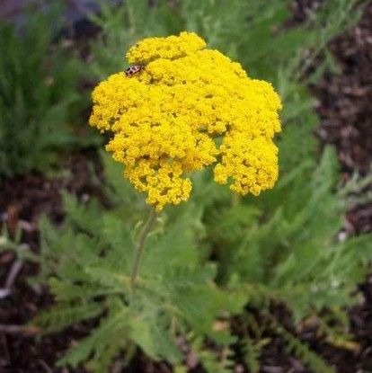 Achillea f. 'Gold Coin Dwarf' Achillea f. 'Gold Coin Dwarf'
