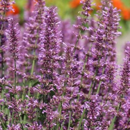 Agastache p. 'Rose Mint' Agastache p. 'Rose Mint'