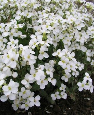 Arabis c. 'Snowcap'