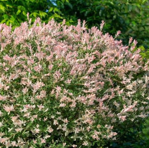 Salix i. ' Hakuro Nishiki'