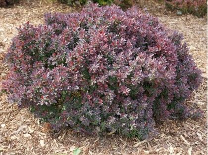 Berberis t. 'Sunjoy Mini Maroon'