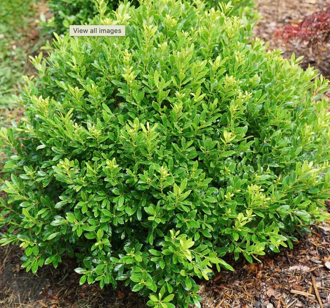 Ilex g. 'Strongbox' Ilex g. 'Strongbox'