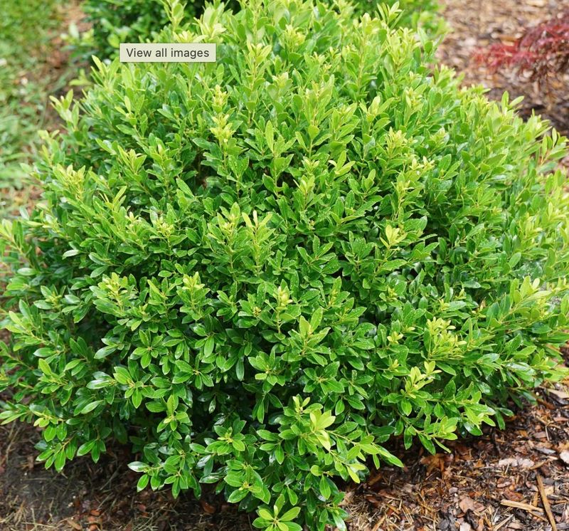 Ilex g. 'Strongbox'
