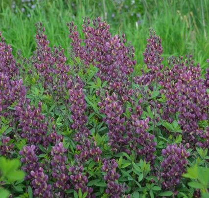 Baptisia 'Burgundy Blast'