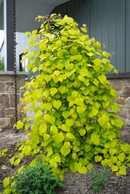 Cercis c. 'Golden Falls'