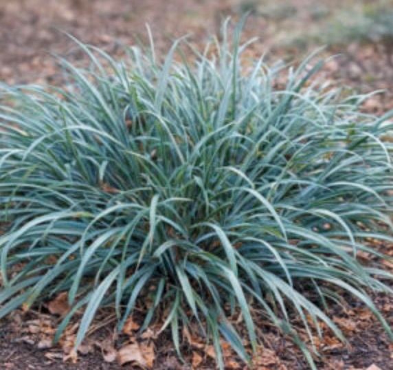 Grass, Carex f. 'Blue Zinger'