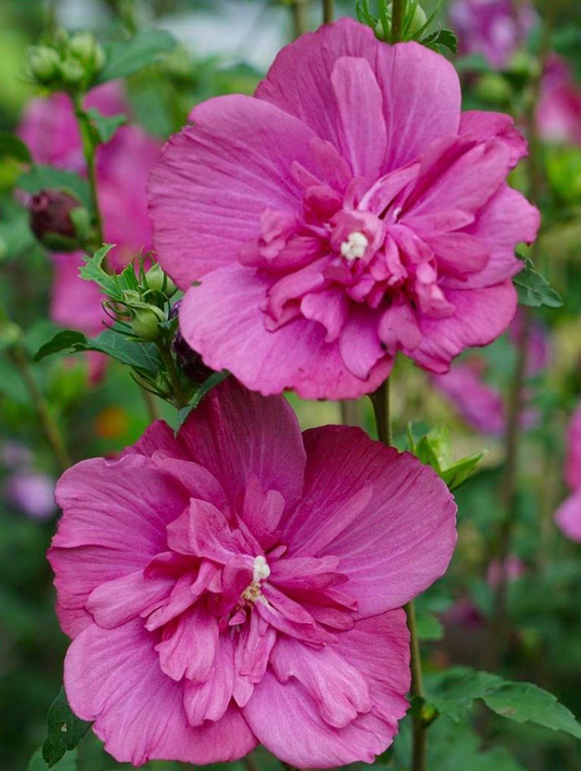 Hibiscus s. 'Magenta Chiffon' Tree Form