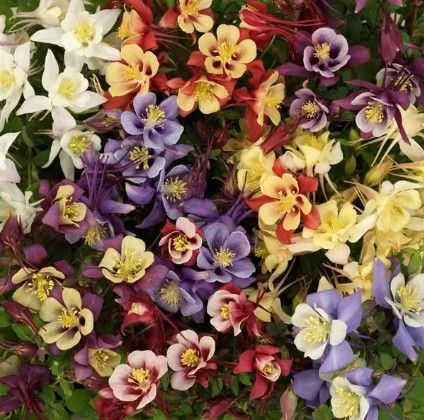 Aquilegia c. 'Earlybird'