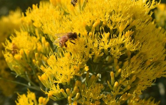 Chrysothamnus n. 'Dwarf Rubber Rabbitbrush'