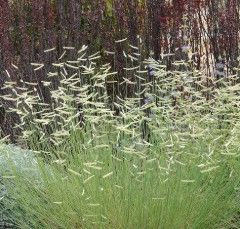 Bouteloua g. 'Honeycomb'