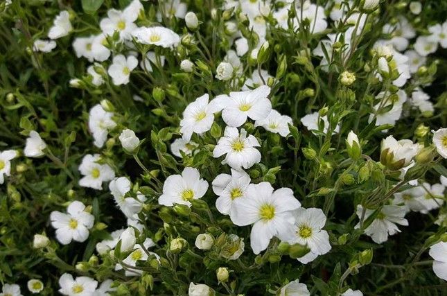 Arenaria m. 'Avalanche'