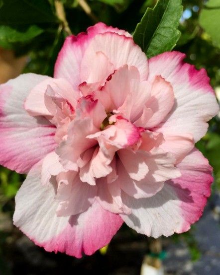 Hibiscus s. 'Danica'