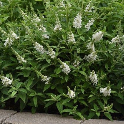 Buddleia 'Chrysalis White'