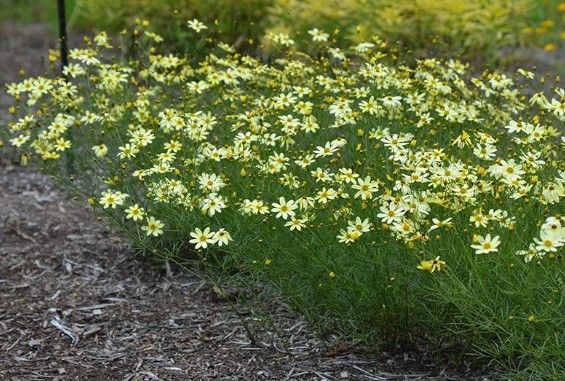 Coreopsis v. 'Moonbeam' Coreopsis v. 'Moonbeam'