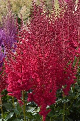 Astilbe c. 'Hot Pearls'