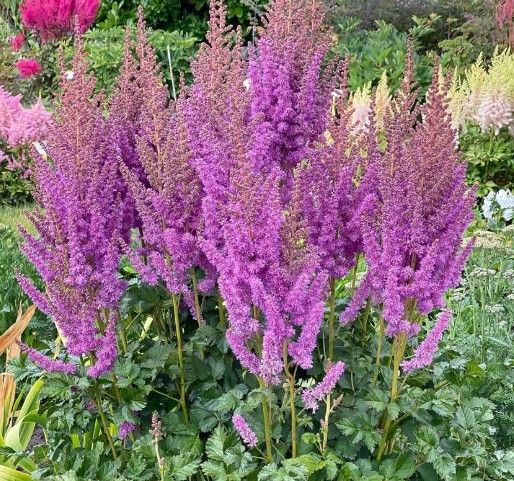 Astilbe c. 'Black Pearls'