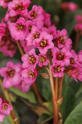 Bergenia 'Vintage Rose'