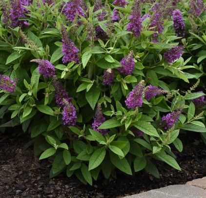 Buddleia 'Chrysalis Blue'