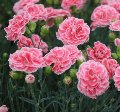 Dianthus Scent First 'Coral Reef' Dianthus Scent First 'Coral Reef'
